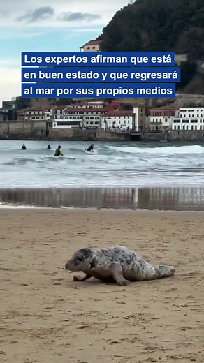 Una cría de foca sorprende en La Concha de San Sebastián