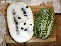 Cucurbita ficifola (Fig leaf Gourd)