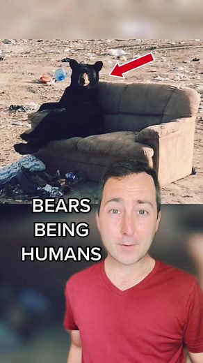 Bears doing human things… 🐻 #funny #comedy #bear #bears #cuteanimals