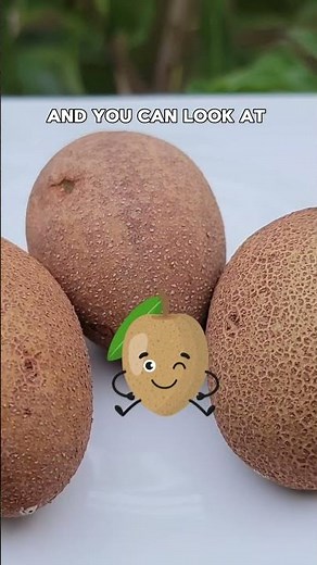 Harvesting Sapodilla (Chickoo) from a Dwarf Tree: Container Gardening Tips!