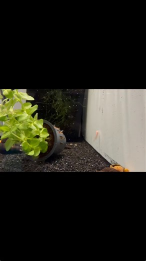 🔥 PAIRS NOW AVAILABLE AT TROPICAL AQUATICS! 🔥 Stunning Albino Bluefin Nothos (Killifish) pairs and vibrant Apistogramma Super Red pairs now in store 🐠✨ Perfect for planted aquariums and breeding setups — limited availability, don’t miss out! Available at Tropical Aquatics!! #iklin #tropicalaquatics #malta #fish | Tropical Aquatics