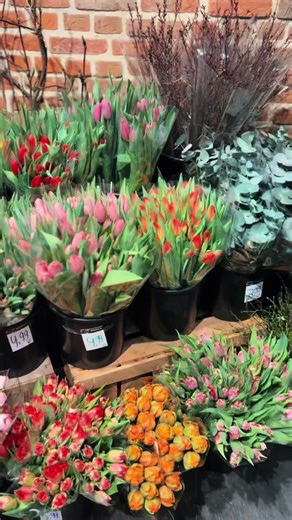Nationale tulpen dag 💐 SPECIALE ACTIE: bij aankoop van 2 bossen tulpen krijgt u 1 bosje bosbes t.w.v 1,99€ cadeau! 🎀 ||#0164 #berrysbloemenshop #foryoupage #bergenopzoom #boz