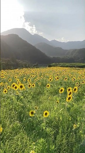 【絶景】山の中に広がる秘密のひまわり畑🌻#ひまわり畑 #三重観光 #御浜町 #神木 #日本の絶景 #夏休み #TravelJapan #Shorts#紀伊半島旅行記#紀伊半島 #ひまわり#秘密の
