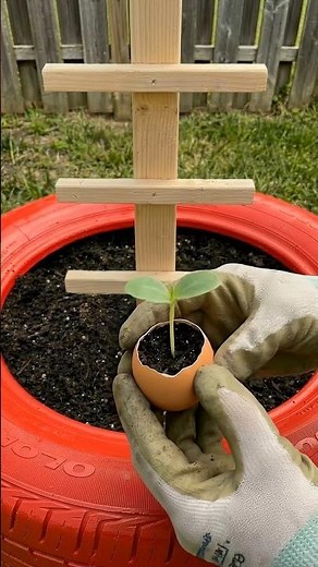 Grow Cucumbers in Eggshells 🥚➡️🥒 | A Smart & Simple Seed-Starting Hack!