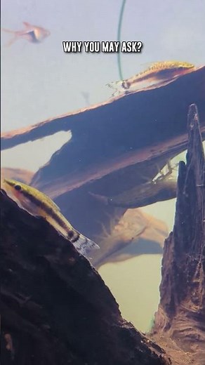 Otocinclus Catfish Make The BEST Shrimp Tank Mate