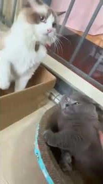 Funny CAT Moments 😂😂 episode 2252 #funnycats #cats #funnyanimals #petsofinstagram