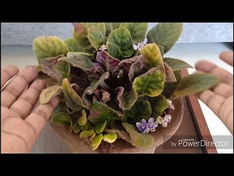 Saving and repotting African Violets || Fungal diseases in Violets