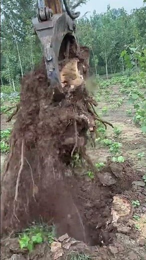 Heavy Machinery Effortless Tree Root Removal Techniques Revealed