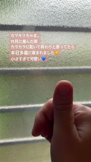 #shorts #カブトムシお母さん #カマキリ #カマキリの卵 #カマキリの赤ちゃん #カマキリダンス