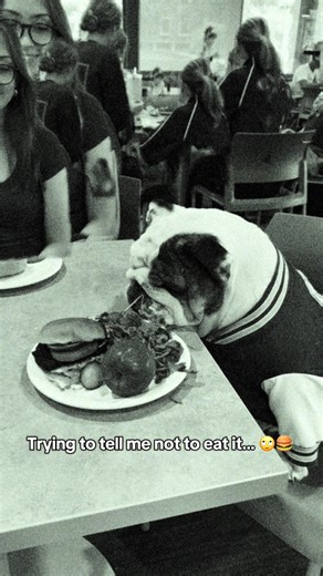 I’ll do what I want. 🍔 #DogsofTikTok #EnglishBulldog #Dogs #Bulldogs #Mascot @Drake University
