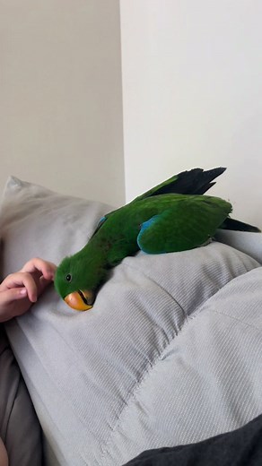 Eclectus Parrot Lazy Day Moments