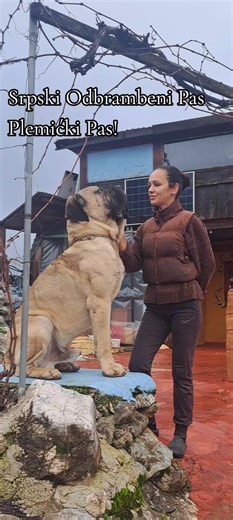 Glavna osobina Srpskog Odbrambenog Psa je stabilnost njegovog karaktera. To je pas koji u kući postaje prava umiljata beba - nežan, privržen i potpuno predan svojim ukućanima. Ali u istom trenutku, kada oseti i najmanju pretnju po vlasnika ili sebe, pretvara se u nezaustavljivu zver. Srpski Odbrambeni Pas neće nasesti na ispruženu ruku, slatke reči i poslasticu nepoznatog čoveka. Na svaki pokušaj prevare odgovoriće instinktivno brzinom i skokom pravo na vrat koji jasno stavlja do znanja da se sa