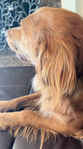 Why does my dog do this He talks every day #puppy #doggielife #funny #doggybestfriend