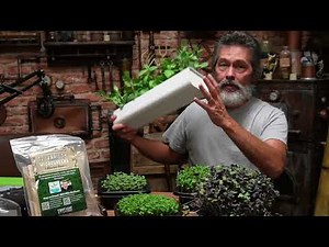 Best 3 Microgreens for Beginners