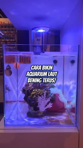 Gimana caranya biar aquarium laut kalian BENING TERUS kayak di surga? Rahasianya cuma satu: filter harus PROPER! Gunain NeoMedia Hard biar kotoran langsung angkat kaki, dan bakteri baik punya rumah yang nyaman! Nah, buat maintenance mingguan, tinggal tambahin Seachem Stability Biar bakteri aerob & anaerob tetap strong, air tetap cling, dan ikan makin happy! Ingat ya, bening itu bukan hoki, tapi STRATEGI! #JavaReef #AquariumLautBening #NeoMediaHard #SeachemStability #AquascapeIndonesia #IkanLautB