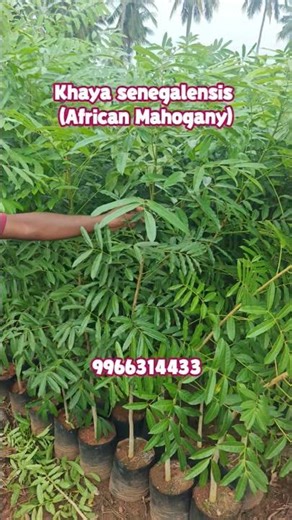 “Khaya Senegalensis ( african mahogany) Tree Farming – Future Timber Gold Tree in India