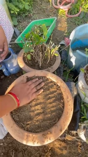 Easy Bougainvillea Cuttings Tips for Thriving Plants 🌿 Want to grow beautiful bougainvillea from cuttings? 🌸 With the right tips, you can propagate these vibrant plants easily at home! Choose healthy stems, trim just below a node, and let them dry for a few hours before planting in well-draining soil. Keep them in bright, indirect sunlight and water lightly until roots develop. 🌿 With patience and care, your cuttings will grow into stunning flowering plants that brighten any garden or balcony