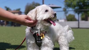 Pet insurance may take a much bigger bite out of your budget