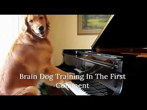 Dog plays piano and performs recognizable pop song You Won't Believe This Incredible Dog Training