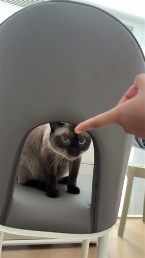 Unbreakable Bond: Our Siamese Cat's Unwavering Spirit