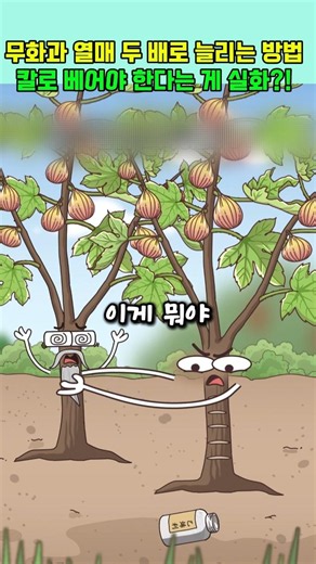 무화과 열매 두 배로 늘리는 방법 🤯 칼로 베어야 한다는 게 실화?!