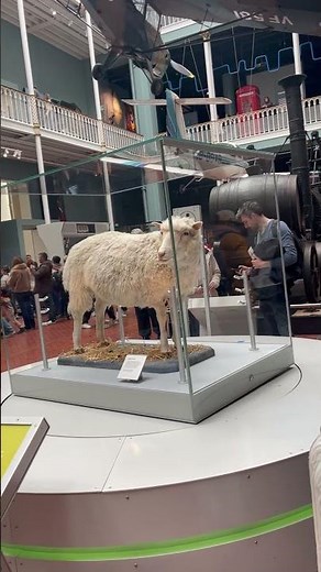 Dolly The sheep | world famous sheep