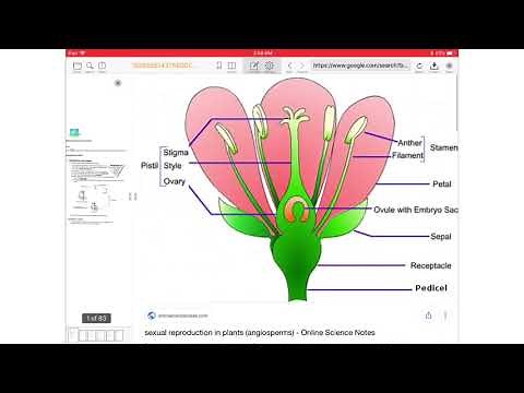 PSLE Science reproduction in plants revision for P5 students
