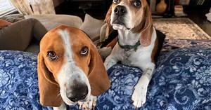 9 diferenças entre as raças beagle e basset hound