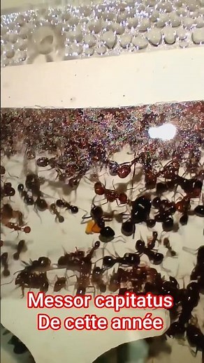 messor capitatus de cette année total réussite #ants #fourmis #insectes