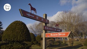 21K views · 435 reactions | California Chrome will stand at Arrow Stud in Japan for 2️⃣0️⃣2️⃣0️⃣. Keisuke Onishi, JS Company, LTD - Chief, explains the decision and what the stallion will mean for the local breeding industry. | World Horse Racing | Facebook