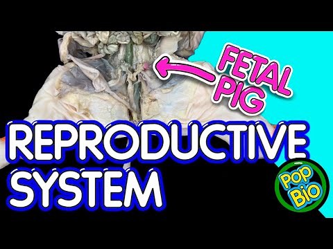 Fetal Pig Dissection Part 4: Reproductive System Anatomy