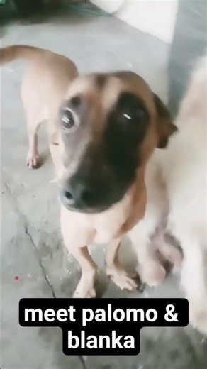meet Palomo & Blanka #cute #lovers #dog