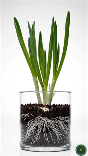 Spring Onion Growth Time Lapse | From Seed to Harvest 🌱🧅 #shorts