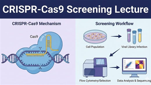 CRISPR-Cas9 Screen全解析 从分子机制到大规模功能基因组学研究