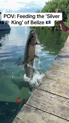 Hand Feeding Giant Tarpon in Belize