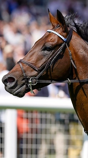 16K views · 429 reactions | The top 5️⃣ racehorses on the globe at the moment…  #reels #racing #horseracing #besthorses | World Horse Racing | Facebook