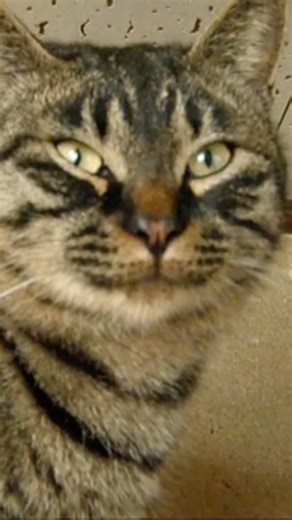 【いなか猫、過去動画の切り抜き（75）】 #いなか猫 ＃キジトラ猫