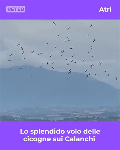 Ecco il volo di circa 50 cicogne sui Calanchi ad Atri. Immagini meravigliose girate da Stefania Croci, turista che era in visita tra l’Area Marina Protetta Torre di Cerrano e l’Oasi WWF Calanchi di Atri. #Cronaca #Abruzzo #Rete8 | Rete8