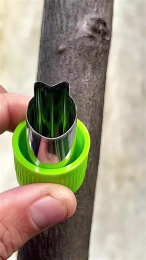 Mastering Fruit Tree Grafting Techniques for Gardeners