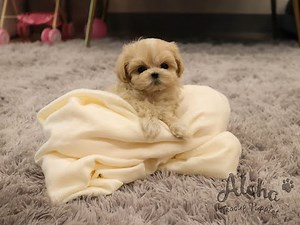 Adorable mini Maltipoo only here - Aloha Teacup Puppies
