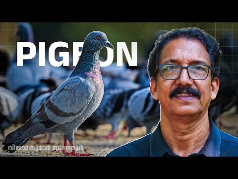 THE SECRET LIFE OF PIGEONS പ്രാവ് വെറും ഒരു പക്ഷി മാത്രമല്ല Hidden Intelligence & science #facts