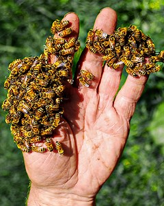 Why is this a sign of a healthy bee colony? | Crazy Creatures