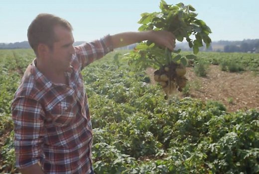 KS2 / KS3 Biology: Photosynthesis - where does the energy in our food come from?