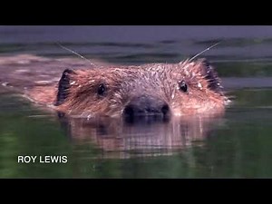 Detroit Zoo | Educational Lessons: Meet the Beavers!