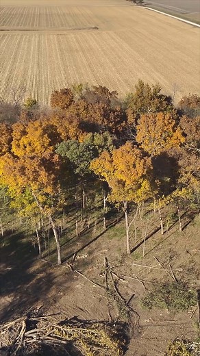 After we get the new starter on the Prentice log skidder, I buck up some logs then get to cutting on some hickory and hackberry trees | Boys In The Woods