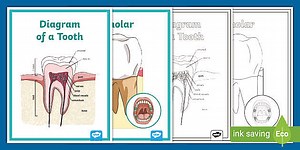 Teeth Diagram Posters
