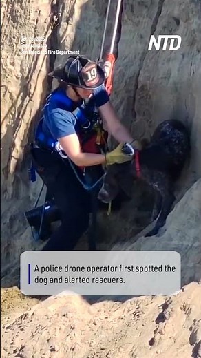 Dog Rescued After 40 Foot Fall Off San Francisco Cliff