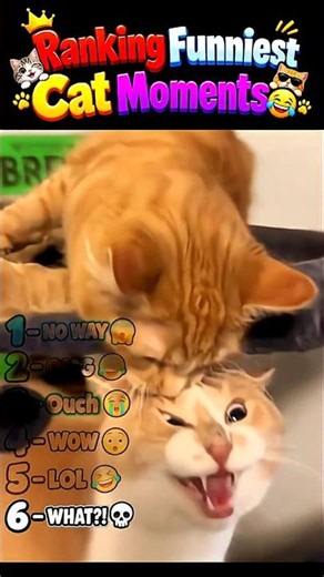 Ranking Funniest Cat Moments 😂🐱 | Try Not to Laugh! #shorts #cat