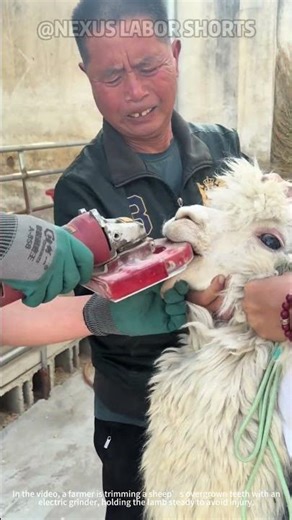 Sheep Teeth Trimming! Essential Farm Care for Livestock