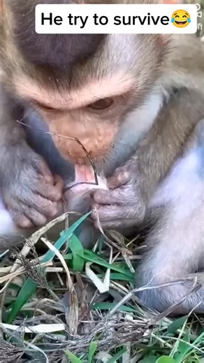 Abandoned Monkey's Heartbreaking Survival Story